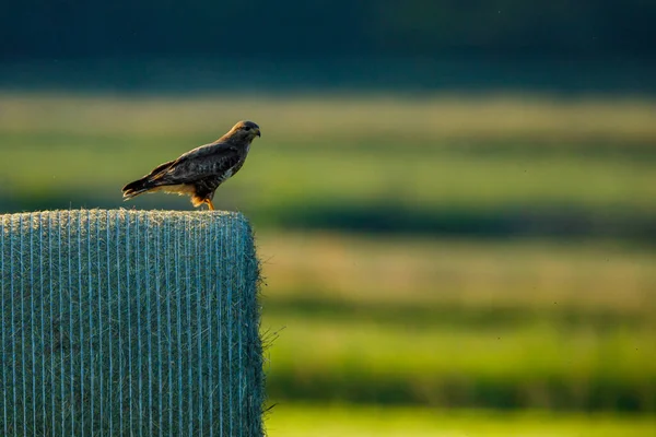 Une Buse Commune Dans Nature — Photo