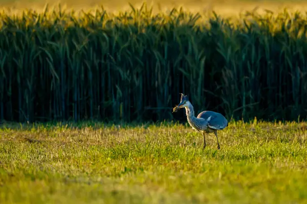 Garza Gris Está Cazando Ratón — Foto de Stock