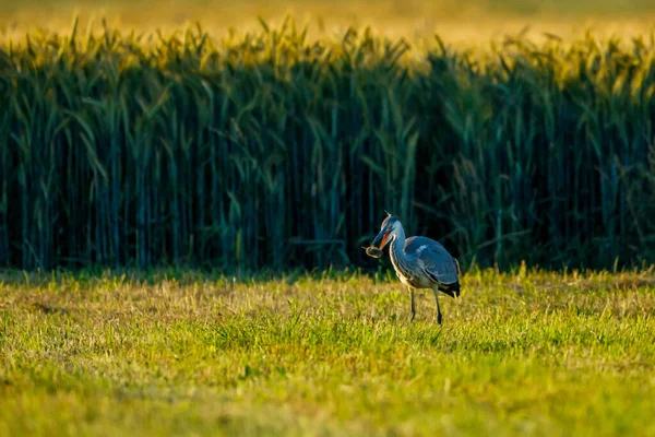 Garza Gris Está Cazando Ratón — Foto de Stock