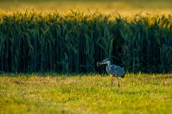 Grey Heron Poluje Mysz — Zdjęcie stockowe