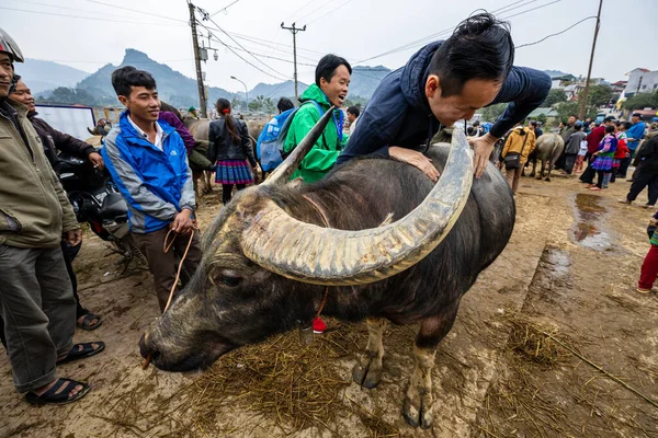 Der Bauern Und Büffelmarkt Von Bac Vietnam November 2019 — Stockfoto