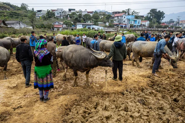 Farmers Buffalo Market Bac Vietnam Novembro 2019 — Fotografia de Stock