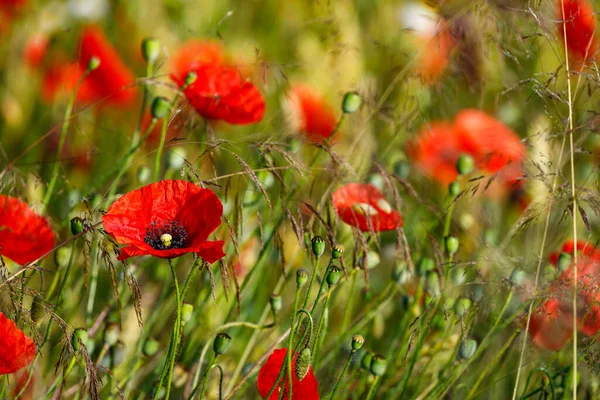 Campo Amapolas Rojas — Foto de Stock