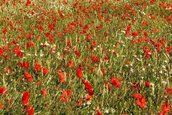 Field Red Poppies — Stock Photo, Image