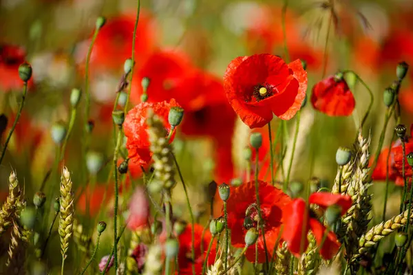 Field Red Poppies — Stock Photo, Image