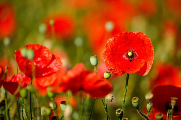 Field Red Poppies — Stock Photo, Image