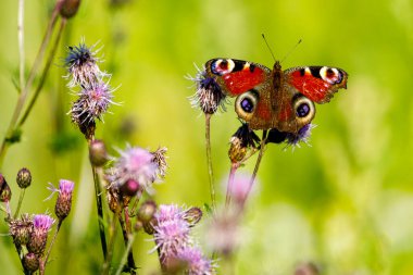 Vahşi doğada bir tavus kuşu kelebeği