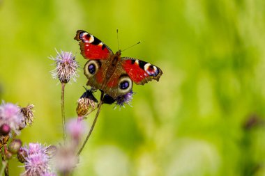 Vahşi doğada bir tavus kuşu kelebeği