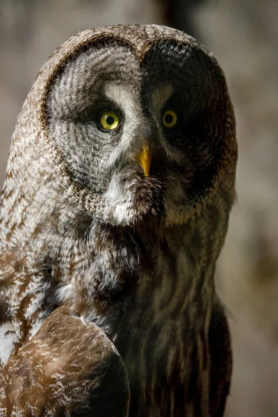 Das Porträt Einer Grauen Eule — Stockfoto