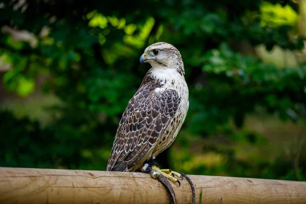 Buzzard Forest — Stock Photo, Image