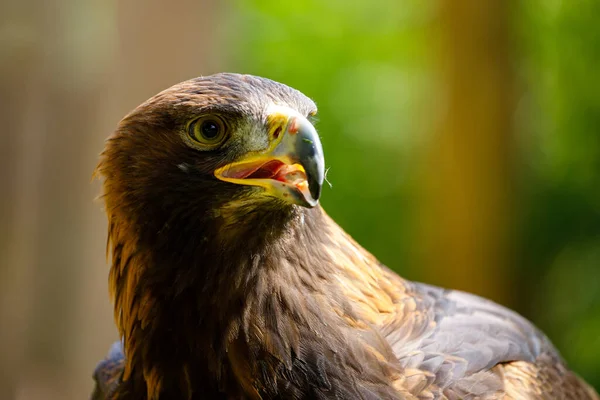 Portrait Eagle — Stock Photo, Image