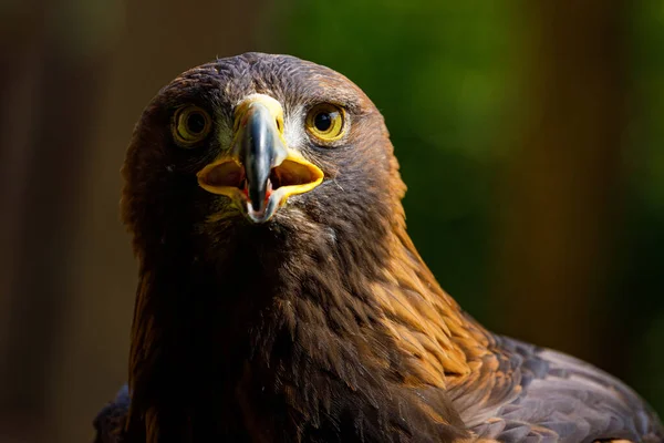 Retrato Águila —  Fotos de Stock