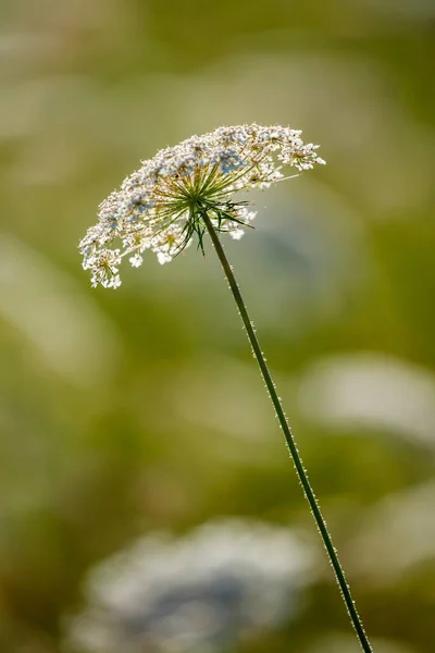 Common Yarrow Meadow — стоковое фото