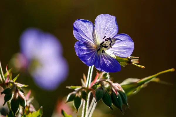 牧草地でのゲラニウムの抗弁 — ストック写真