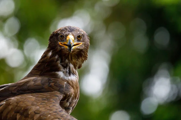 Retrato Águila —  Fotos de Stock