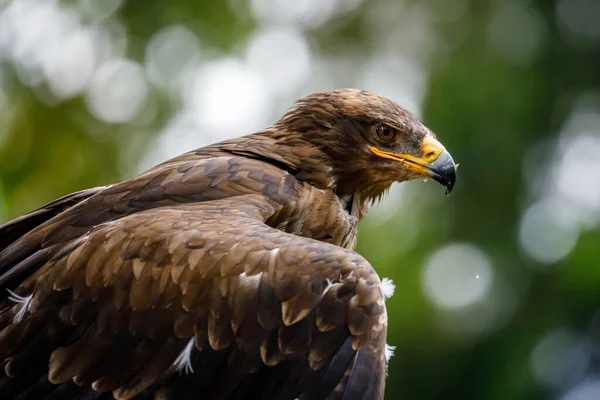 Portrait Eagle — Stock Photo, Image