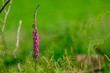 Ormanda kırmızı yüksük