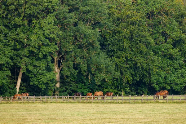 Çiftliğin Otlağındaki Atlar — Stok fotoğraf