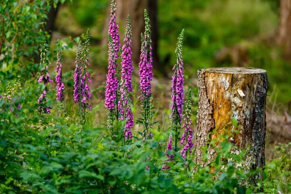 Ormanda Kırmızı Yüksük — Stok fotoğraf