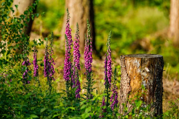 Dedal Vermelho Floresta — Fotografia de Stock