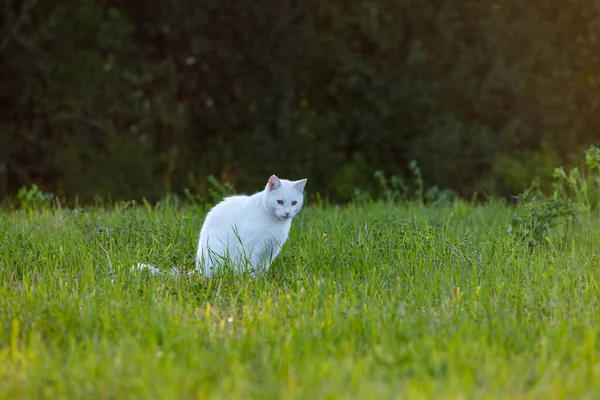 Een Witte Kat Jaagt — Stockfoto