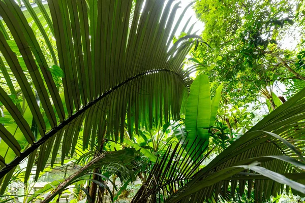 Palmboom Jungle — Stockfoto