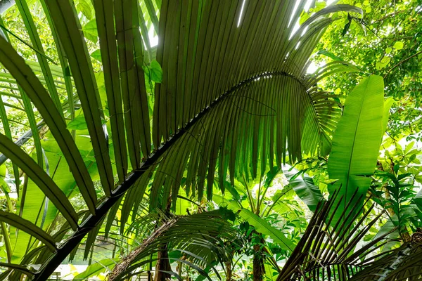 Palmboom Jungle — Stockfoto