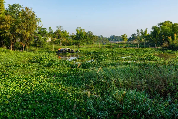 Mocsár Mekong Deltában Vietnámban — Stock Fotó