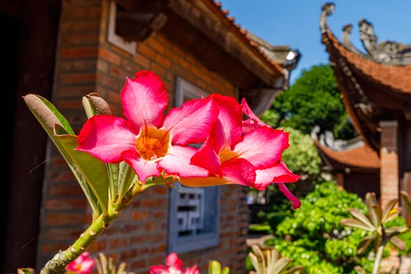 Flores Rosadas Jardín — Foto de Stock