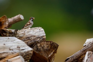 Vahşi bir ev serçesi 