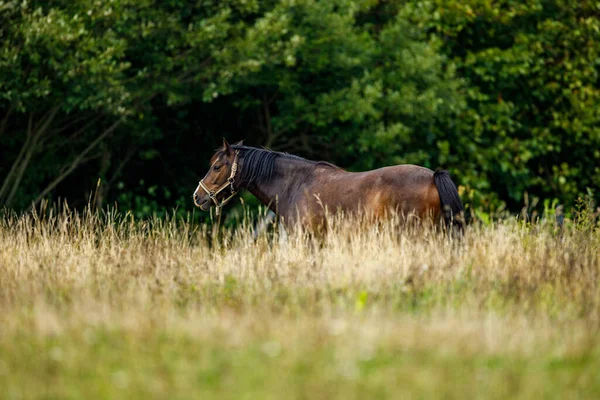 Caballo Campo — Foto de Stock