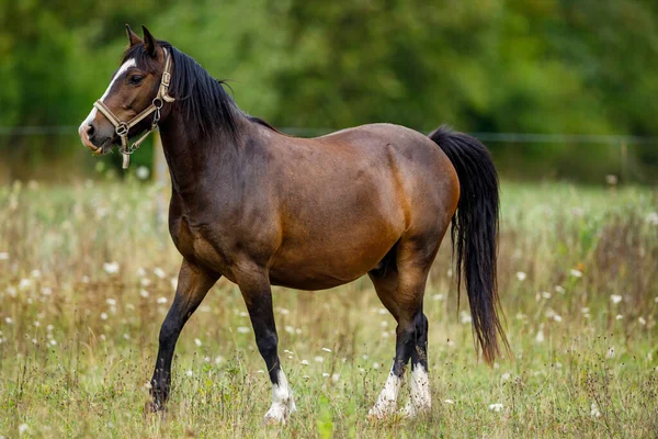 Häst Åkern — Stockfoto