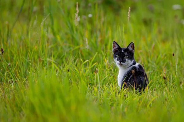 Een Kat Een Weide — Stockfoto