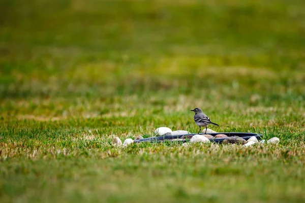 牧草地に白いワグテール — ストック写真