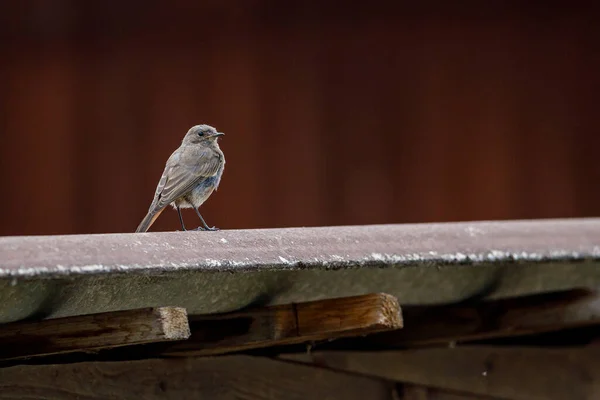 Redstart Noir Dans Jardin — Photo