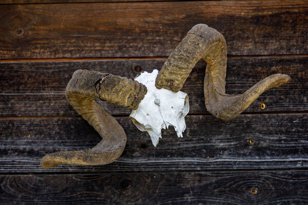 Trophy and Horns from a Ram