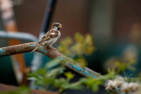 Gorrión Casa Naturaleza — Foto de Stock