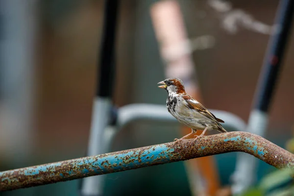House Sparrow Wild — Stock Photo, Image