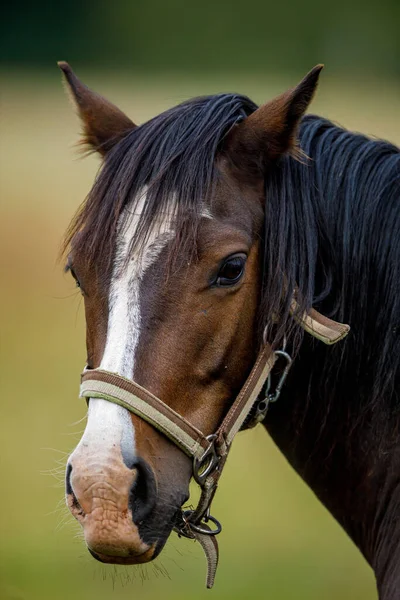 Лошадь Поле — стоковое фото