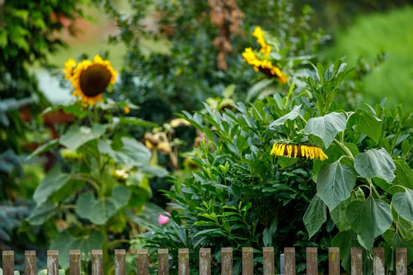 Sunflower Garden — Stock Photo, Image