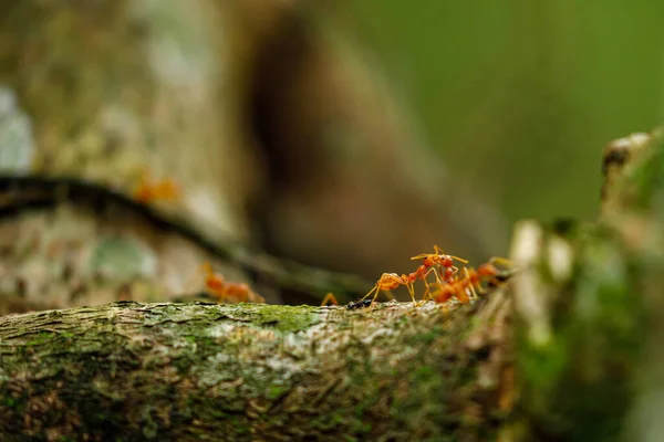 Hormigas Selva Ninh Binh Vietnam — Foto de Stock