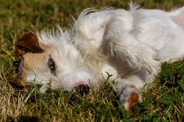 Bir çayır üzerinde sevimli bir Terrier oynuyor.