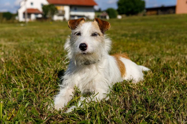 Cute Terrier Playing Meadow — Stock Photo, Image
