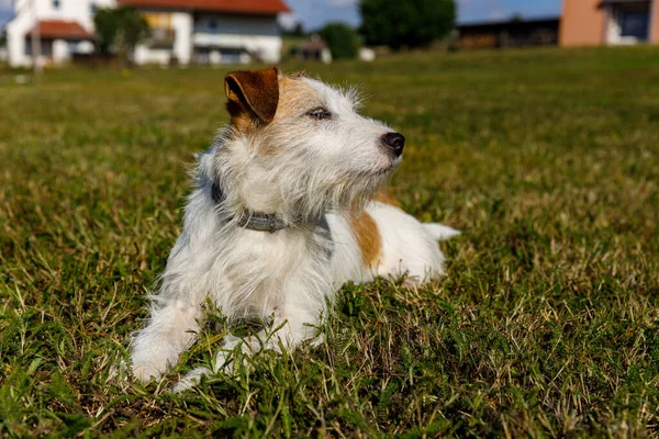 Terrier Bonito Está Jogando Prado — Fotografia de Stock