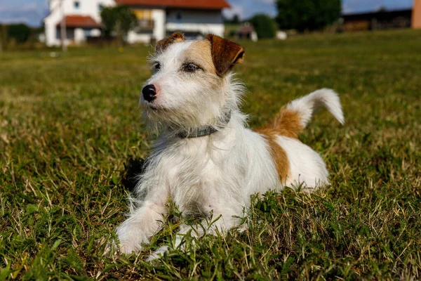 Terrier Bonito Está Jogando Prado — Fotografia de Stock