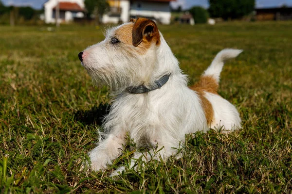 Terrier Bonito Está Jogando Prado — Fotografia de Stock