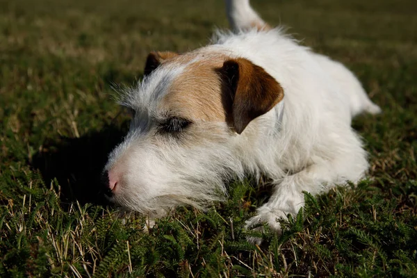 Terrier Bonito Está Jogando Prado — Fotografia de Stock