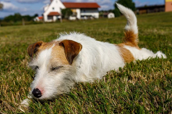 Cute Terrier Playing Meadow — Stock Photo, Image