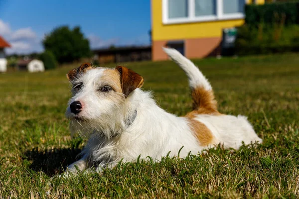 Cute Terrier Playing Meadow — Stock Photo, Image