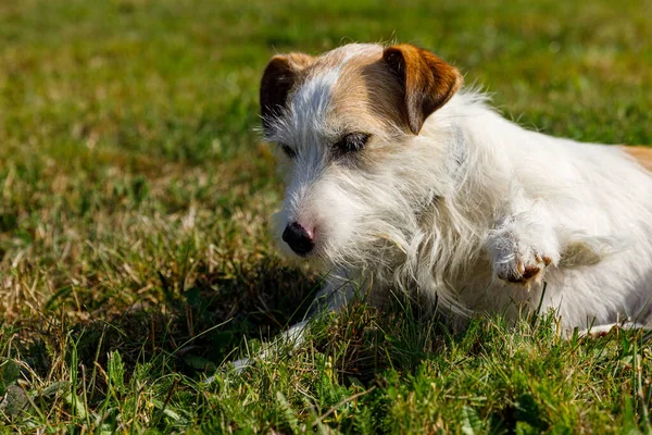 Terrier Bonito Está Jogando Prado — Fotografia de Stock